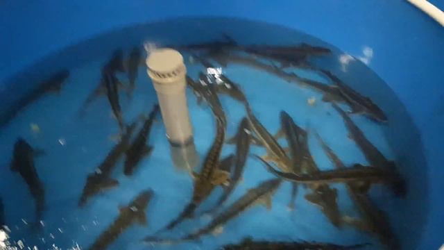 УЗВ оборудование для вырашивания рыб в Грозном тел89659689291 смотреть онлайн