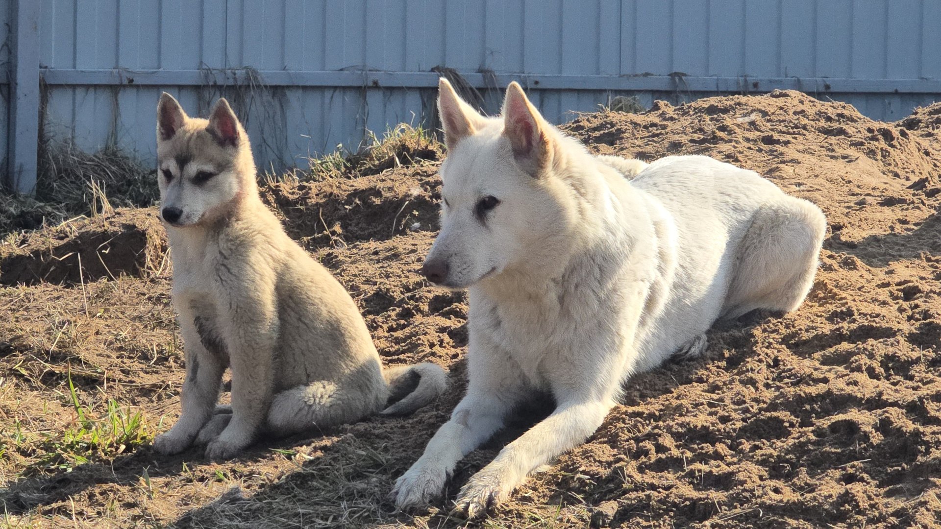 Вкусняшки с сезона охоты