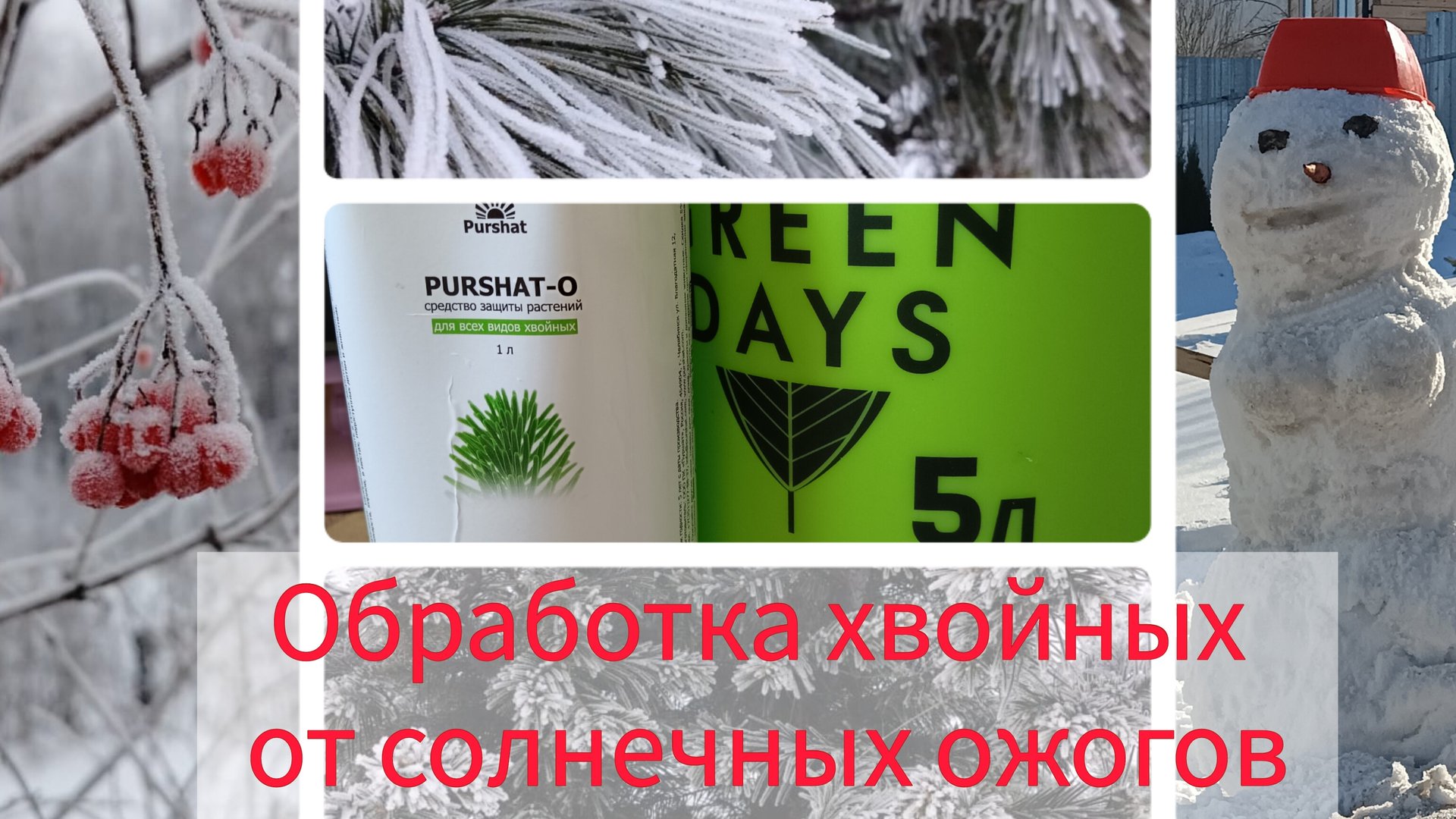 БОЛЕЕ 40 ХВОЙНЫХ НА УЧАСТКЕ, ВЕСЕННЯЯ ОБРАБОТКА ХВОЙНЫХ ОТ СОЛНЕЧНЫХ ОЖОГОВ 🌲🌞