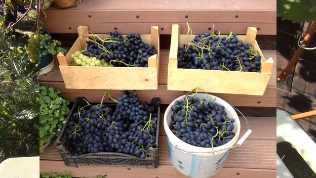 ч 2 СОЗРЕЛ ВИНОГРАД, КРИТЕРИИ СПЕЛОСТИ. И кому ВЫГОДЕН КИШМИШ. смотреть онлайн