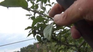 ЛЕТНЯЯ ОБРЕЗКА САДА. 2-я СЕРИЯ. КОГДА, КАК И ПОЧЕМУ ОБРЕЗАЕМ ЯБЛОНИ