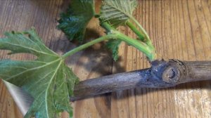 ПОБЕГИ-ДВОЙНИКИ на ЧЕРЕНКАХ. И НЕ только ПРО ЭТО