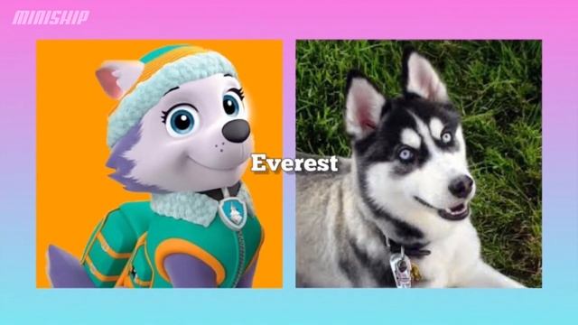 Paw Patrol in REAL LIFE | All Characters | miniship смотреть онлайн