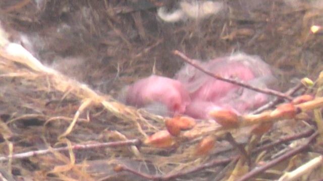 21й день - 06.05.2017: В Гнезде вскрыты капсулы из Космоса - два воронавта! смотреть онлайн