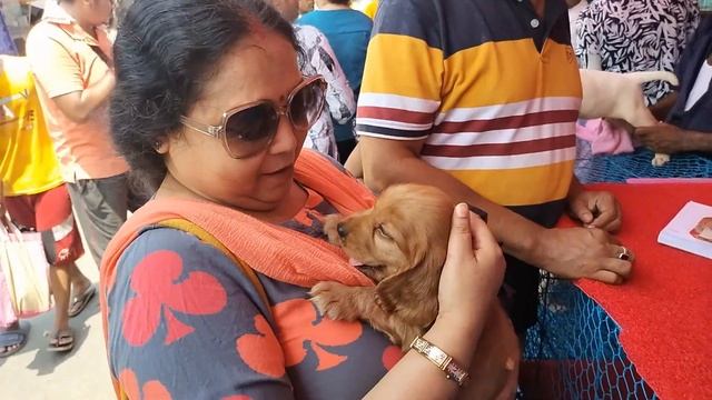 Galiff Street Pet Market Kolkata | Dog Puppy Price Update | Dog | Dog Market Kolkata | Dog Price