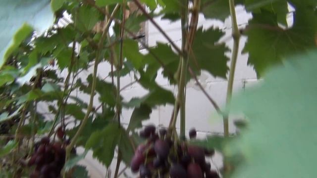 ч.3. ОСНОВНОЙ ВИНОГРАДНИК. В гостях у Андрея смотреть онлайн