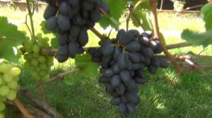 ч 3  СОРТА ВИНОГРАДА, созревающие в ПОДМОСКОВЬЕ. 3-я серия. АЛЁШЕНЬКИН,  и АТОС