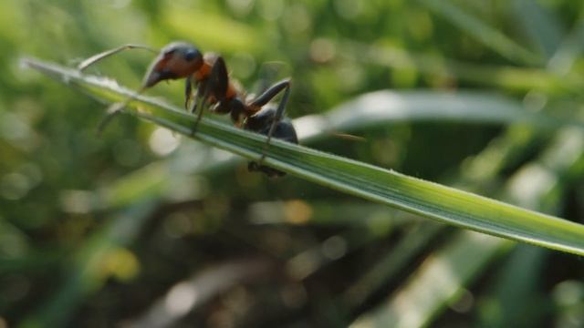CLARI: The incredible, squishable robot смотреть онлайн