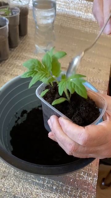 Томаты. Рассаде томатов 25 дней.