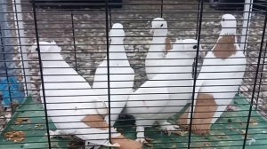 Выставка - ярмарка голубей г Саратов 29.03.25г