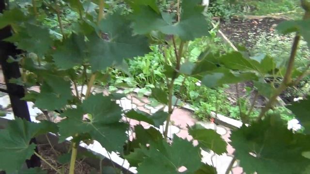 ч.2. БЕСЕДКА для ВИНОГРАДА в ВОСТОЧНОМ СТИЛЕ. В гостях у Андрея смотреть онлайн