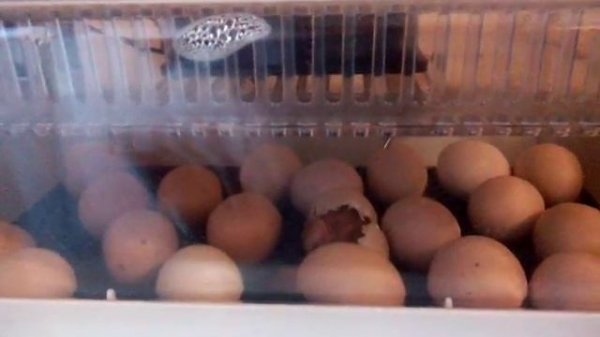 инкубатор JANOEL 24