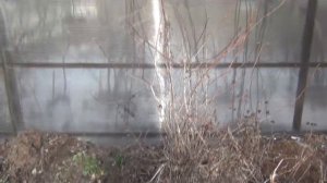 Пофигизм vs перфекционизм? Зимовка винограда и её результаты