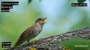ГОЛОСА ПТИЦ. СОЛОВЕЙ 19.02.2023. КУШЛАР ОВОЗИ БУЛБУЛ.