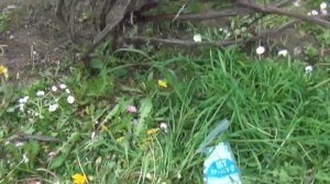 Старые кусты винограда. Первый важный шаг к нормальной формировке.