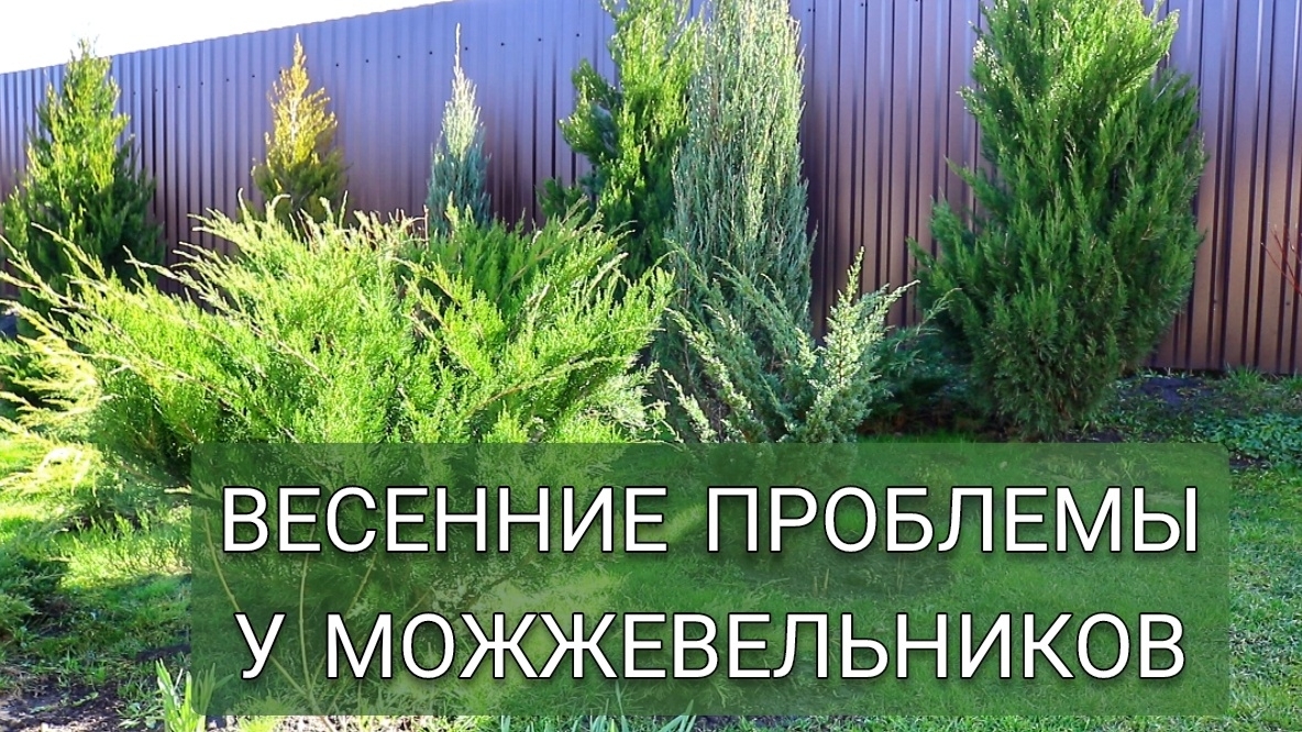 У КАКИХ МОЖЖЕВЕЛЬНИКОВ ВЕСЕННИЕ ПРОБЛЕМЫ. З0.03.2025г. смотреть онлайн