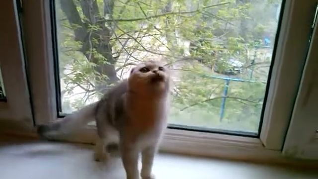 Ариэль девочка скоттиш фолд смотреть онлайн