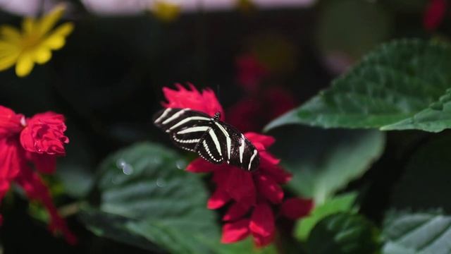 Discover the Garden's Butterflies смотреть онлайн