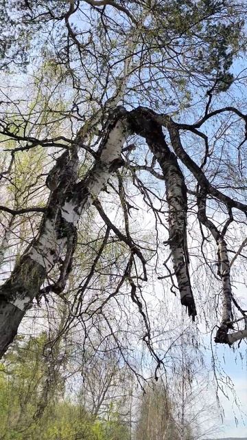 Майский день в Зенковском парке 💚 #сибирь #кузбасс #россия #новокузнецк #путешествия смотреть онлайн