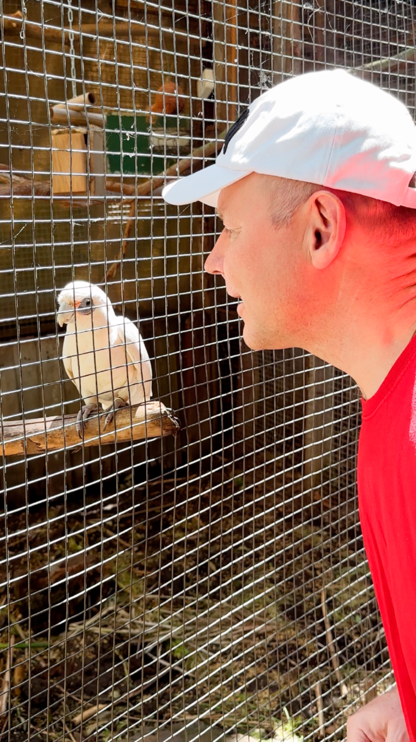 Попугай ржет надо мной #ЮАР смотреть онлайн