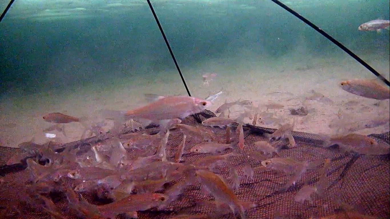 Неспортивная рыбалка.