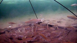 Неспортивная рыбалка.