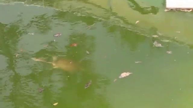 Florida softshell turtles (Apalone ferox) смотреть онлайн