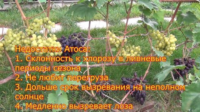 Атос и Алешенькин. В восточном пристенке смотреть онлайн