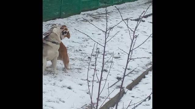 Встреча друзей ,после долгой разлуки..))