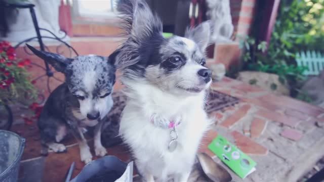 Собачьи покупки: зачем псу нужна специальная трава? 🌿🐶 смотреть онлайн