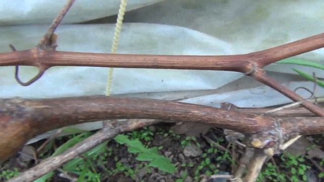 2 я серия ВИНОГРАД РАСКРЫВАЕТ ПОЧКИ. Красота! смотреть онлайн