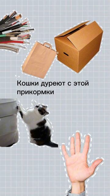 Кошки дуреют с этой прикормки! А ваши? #зоопсихолог #зоопсихология #котики #кошки #кошкавдоме смотреть онлайн