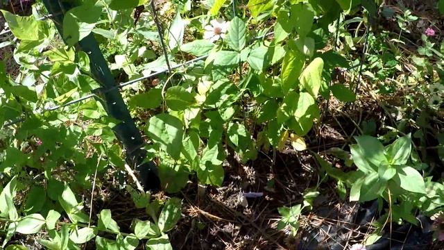 MASSIVE planting of seeds & transplants! SEPTEMBER sowing in FLORIDA смотреть онлайн