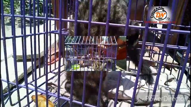 Rescued are the animals Baby Civet#dinkaaltv смотреть онлайн