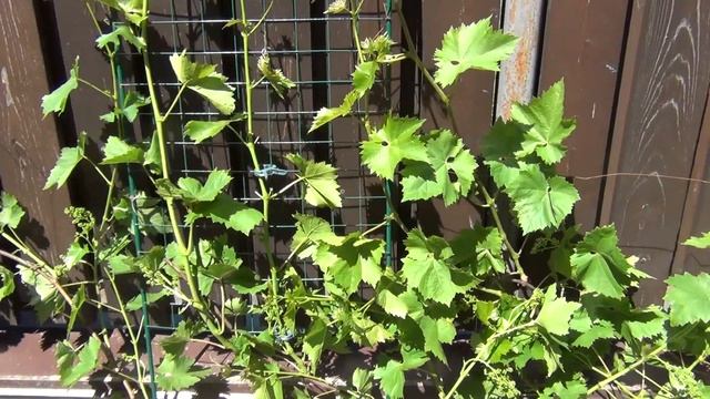 ТРИ СОСТАВЛЯЮЩИХ УСПЕХА СЕВЕРНОГО ВИНОГРАДАРСТВА. ИЮНЬ. ВИНОГРАД ЦВЕТЁТ! смотреть онлайн