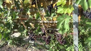 Зацвёл виноград. Бор как стимулятор