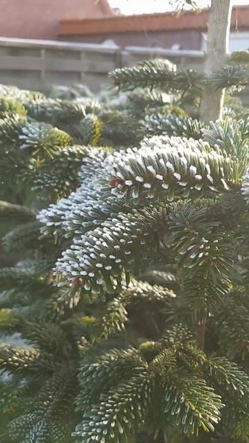 Рождество у двери #shorts смотреть онлайн