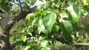 РАБОТЫ с ВИНОГРАДОМ и САДОМ В НАЧАЛЕ ИЮНЯ.  ЦВЕТЁТ ВИНОГРАД!