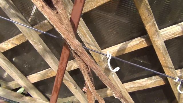 ВИНОГРАД Чарли НЕ ПЕРЕЗИМОВАЛ. Вымокание тканей. РЕЗАТЬ или?... смотреть онлайн