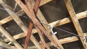 ВИНОГРАД Чарли НЕ ПЕРЕЗИМОВАЛ. Вымокание тканей. РЕЗАТЬ или?...