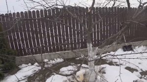 ОБРЕЗКА ВИШНИ ВЕСНОЙ. "РУБИМ ХВОСТ ПО ЧАСТЯМ". ПОЧЕМУ ТАК?