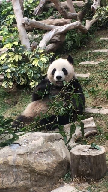 Китайская панда в парке Макао смотреть онлайн