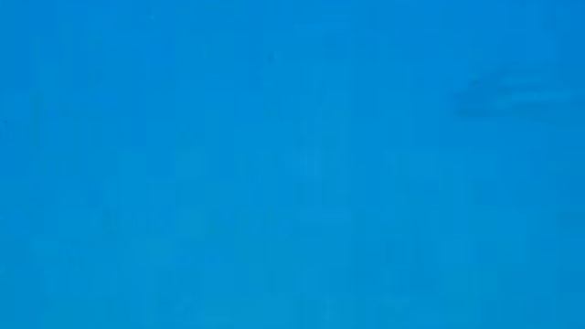 Baby Dolphin Sounds смотреть онлайн