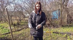 Как посадить черевишню (дюк). Как подготовить лунку, чем заправить, как подвязать