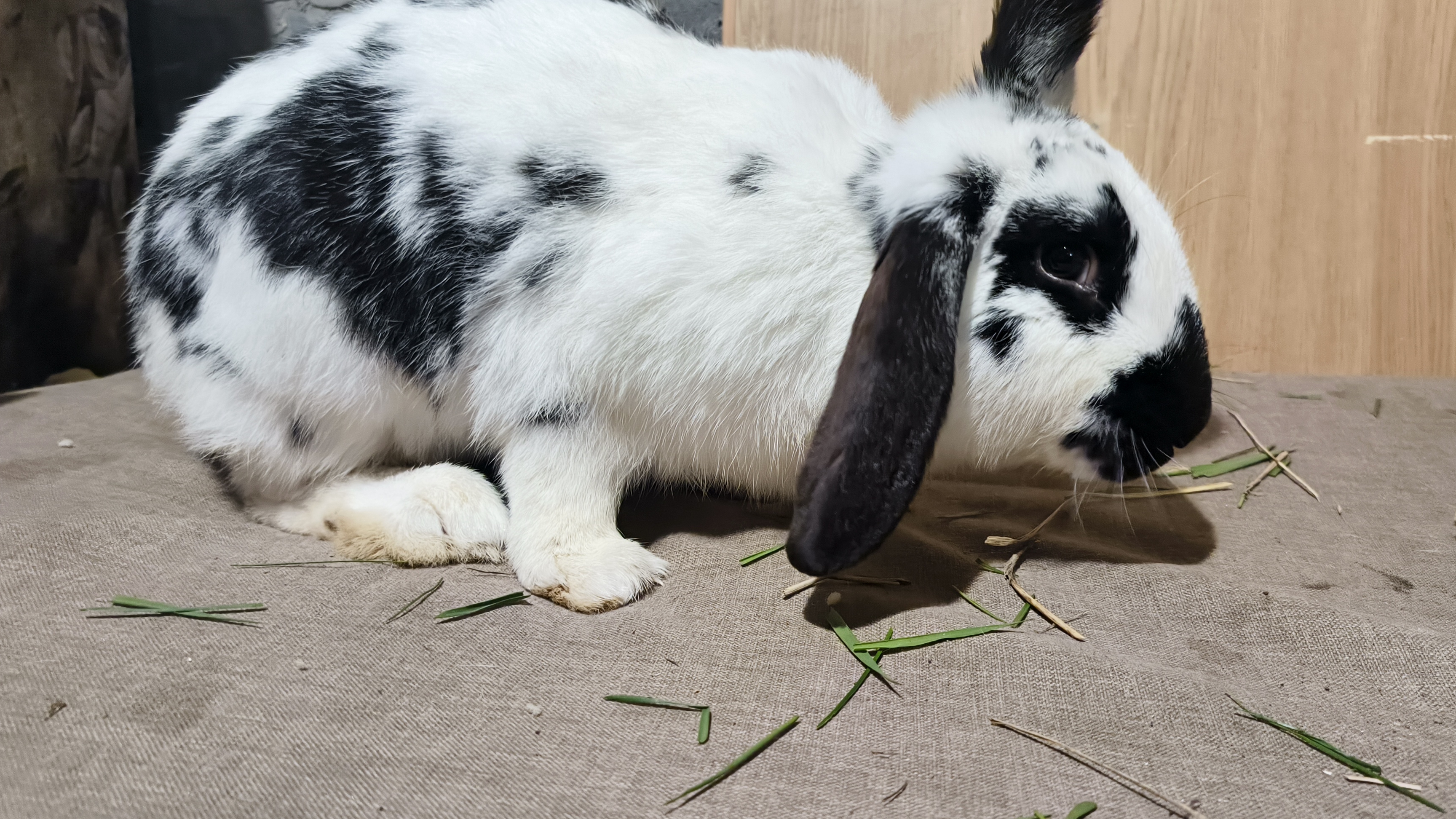Нам подарили кроликов смотреть онлайн