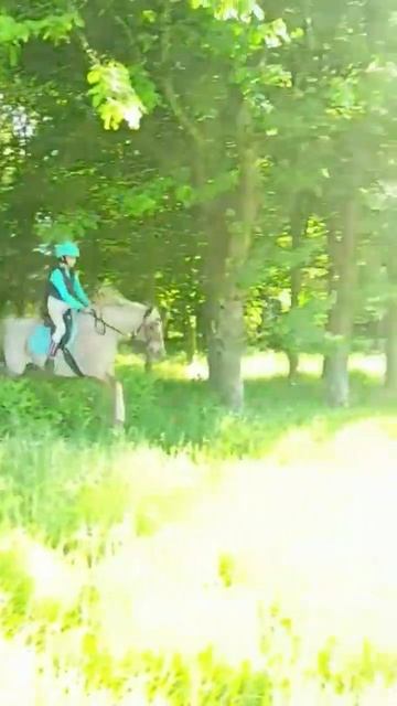 Meet my horses! 💕 #equestrian #love #equine #canter #beautiful #welshpony #shetland #wednesday #tro смотреть онлайн