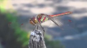 Времена года. Сборник. Музыка Сергея Чекалина