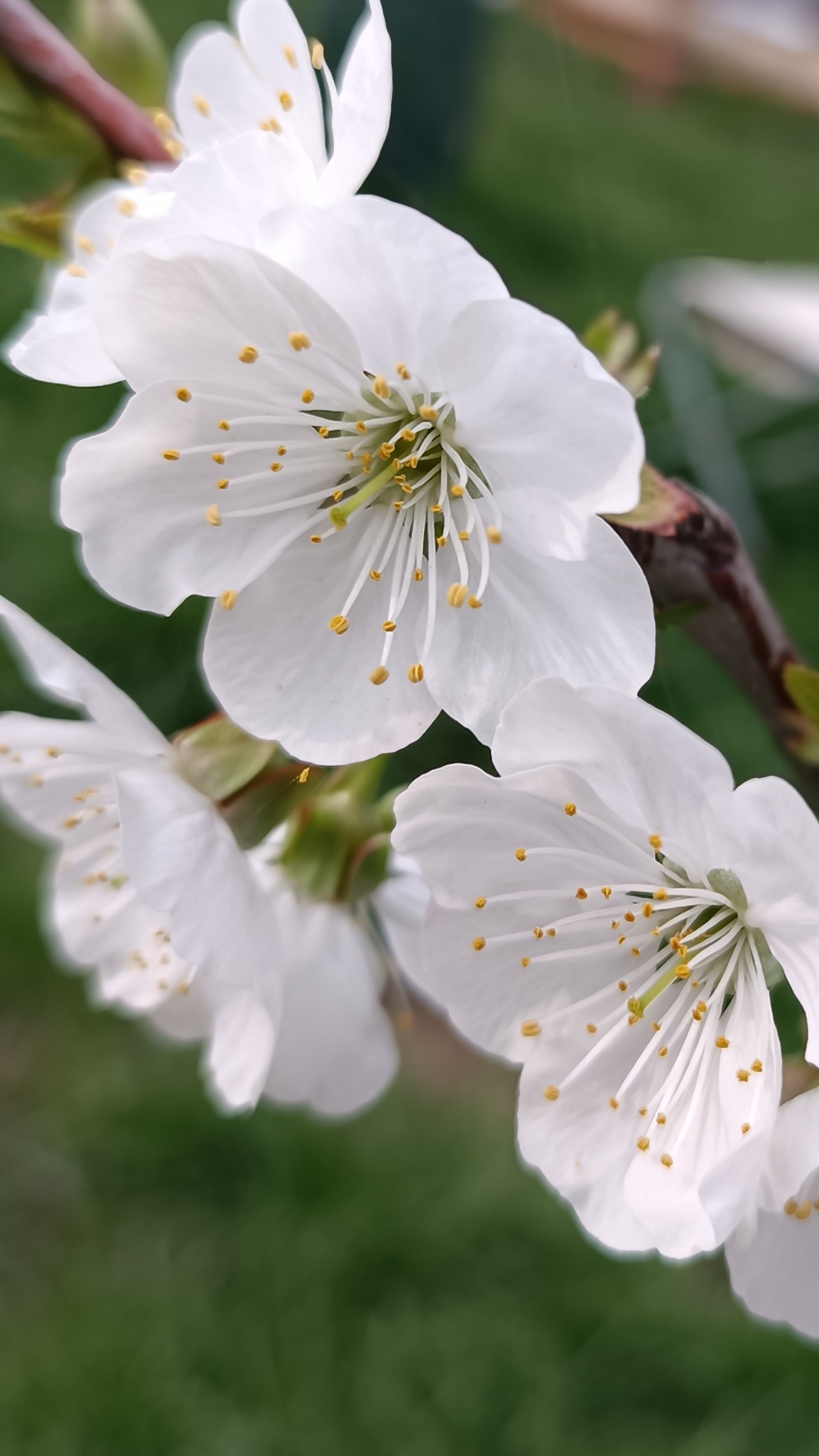 Первое цветение черешни! 30.03.2025г.#весна#Кубань#сад