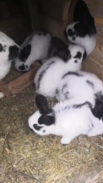 VID-20250330-WA0000.mp4