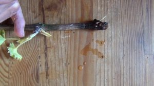 ВОЗДУШНЫЕ корни саженцев. Стрёмно или... ?